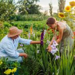 Flower Farmers Pick Fresh Gladiolus In Summer Garden. Cut Flower