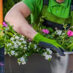 Professional Gardener Carefully Planting Ornamental Garden Flowe