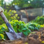 The Farmer Digs The Soil In The Vegetable Garden. Preparing The