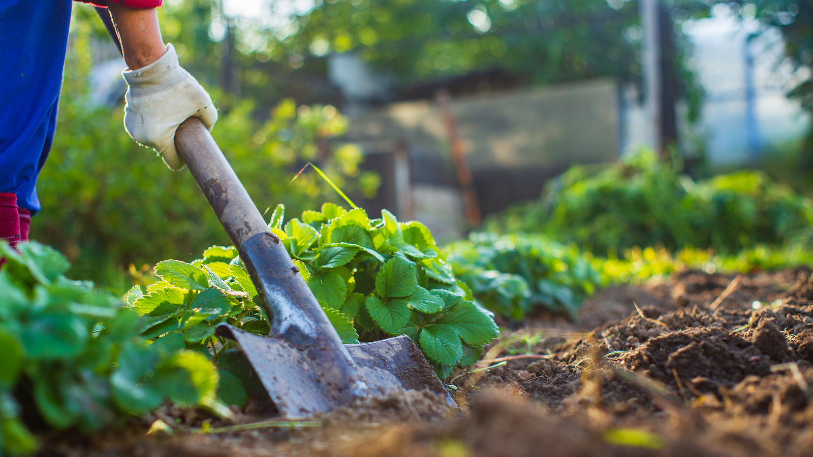 The Farmer Digs The Soil In The Vegetable Garden. Preparing The