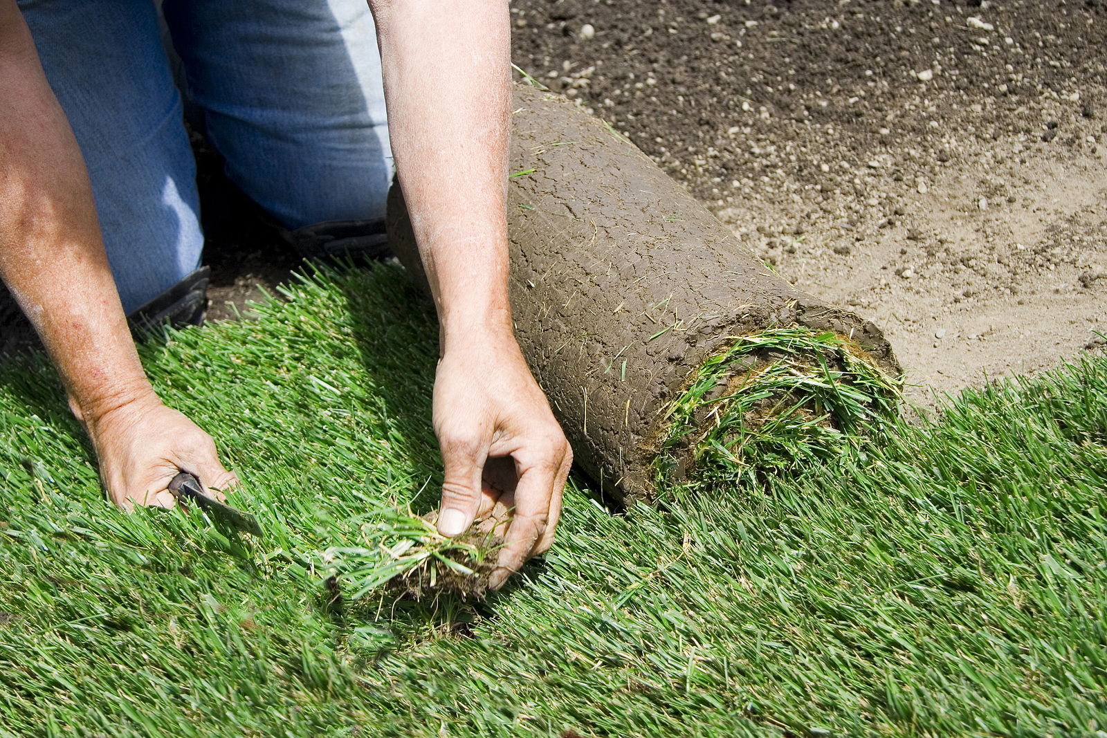gardening lancashire - Gardener put green grass onto his lawn