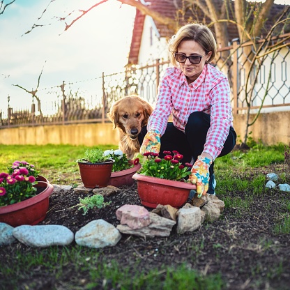 Woman planting flowers, springtime